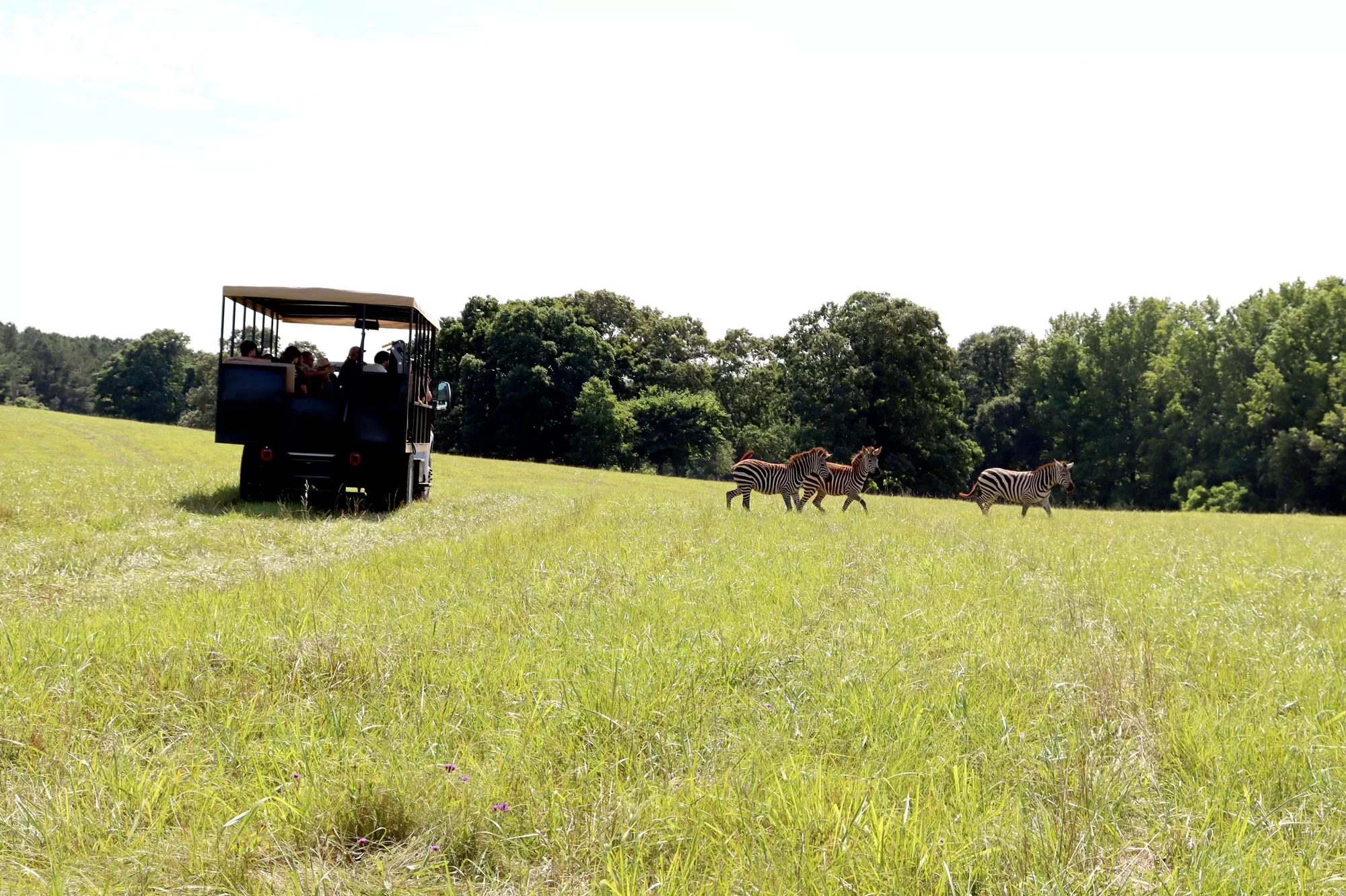 animal safari cartersville ga