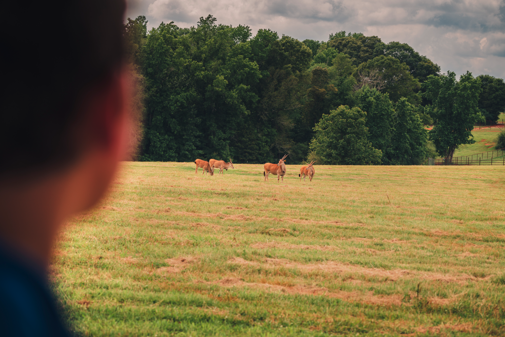 Peering at the animals