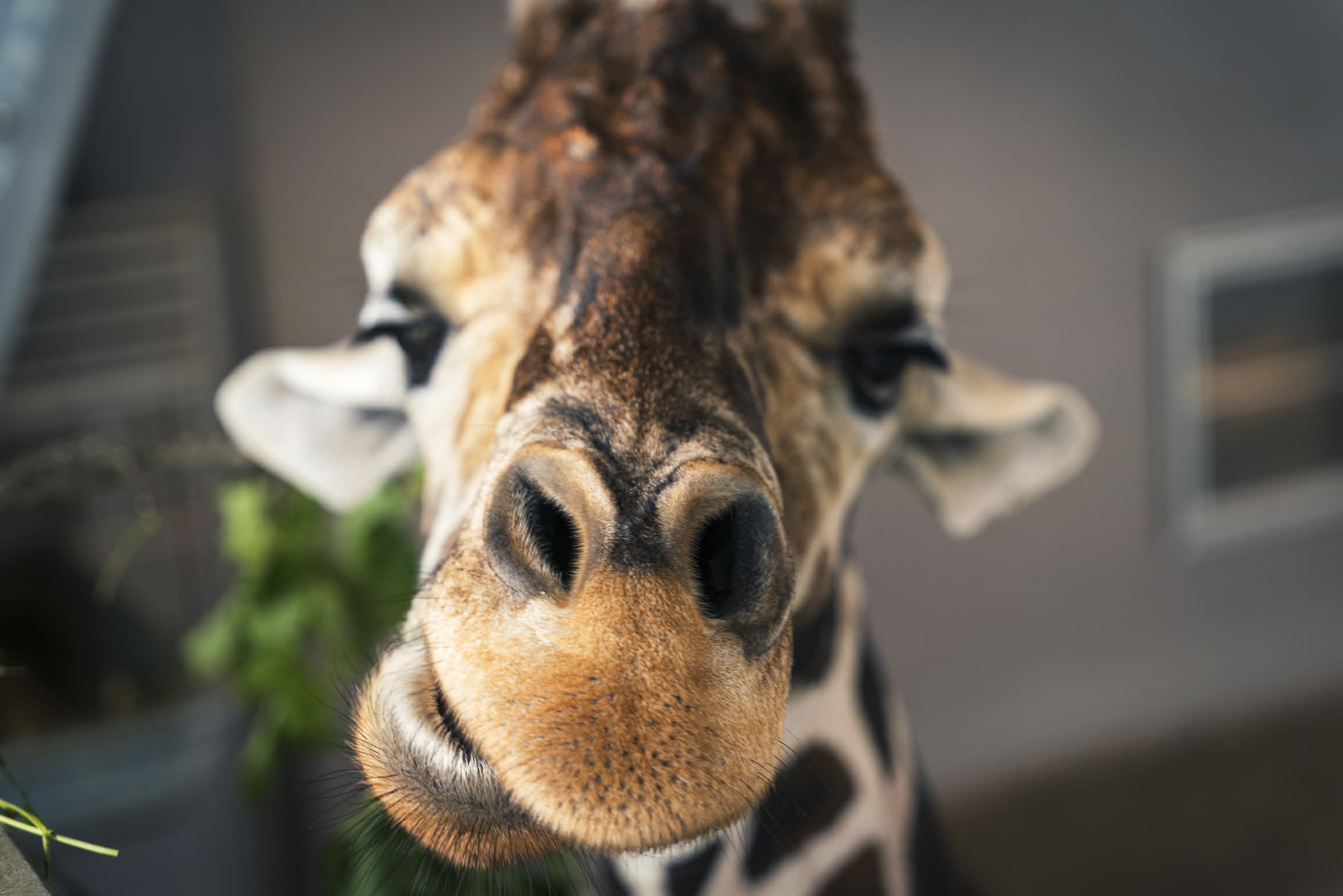 A very close-up photo of a giraffe's face, focusing on its large nostrils and muzzle.