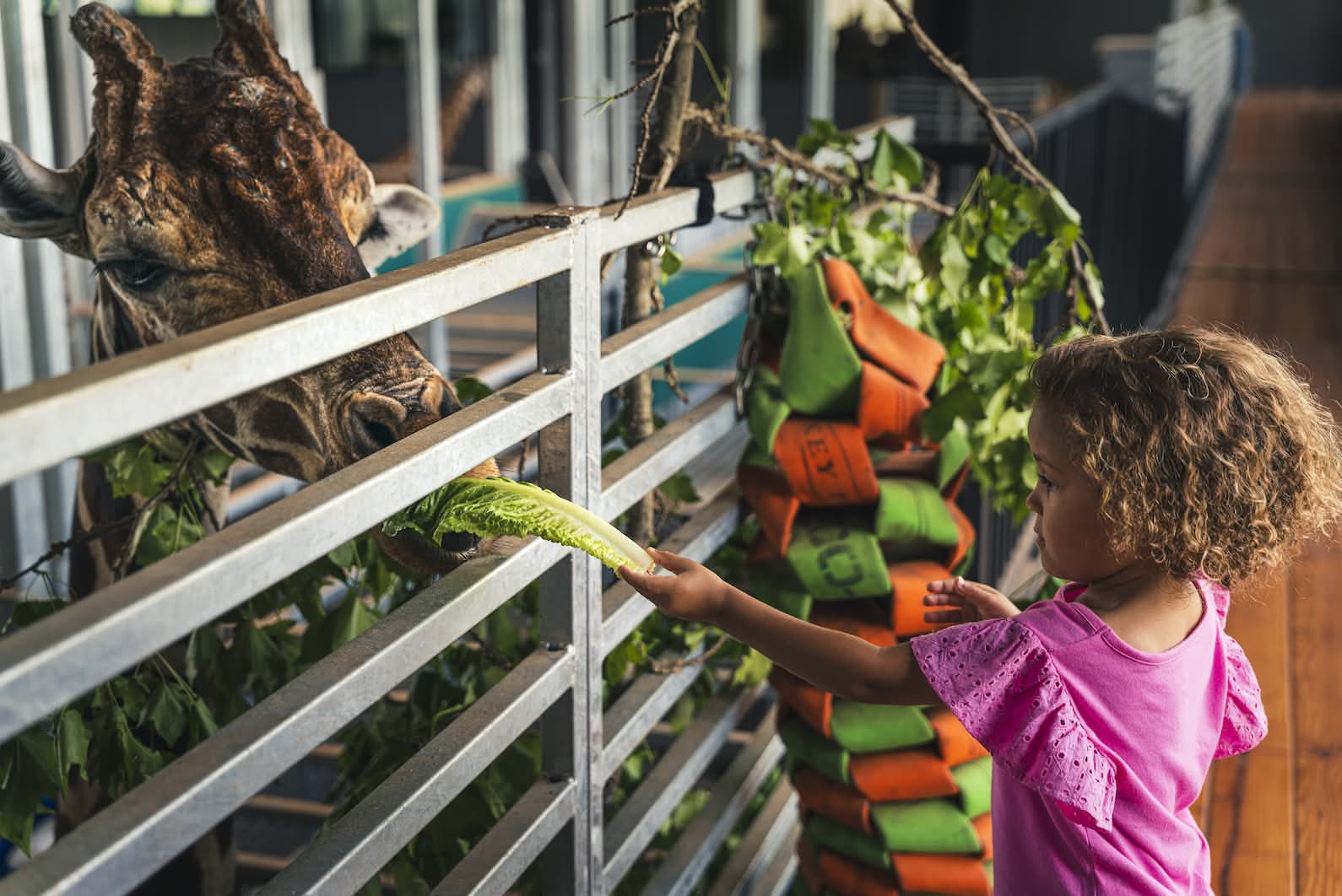 A young girl in a pink shirt feeds a piece of lettuce to a giraffe through a metal fence.
