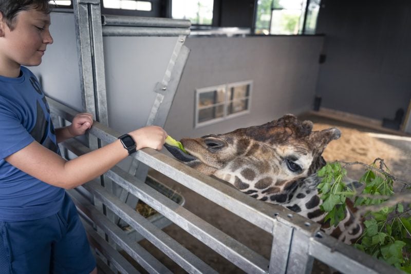 A smiling boy in a blue shirt stands at a metal barricade inside an enclosure and holds out a piece of lettuce. A giraffe's head reaches over the top of the barricade to gently take the food from the boy's hand.