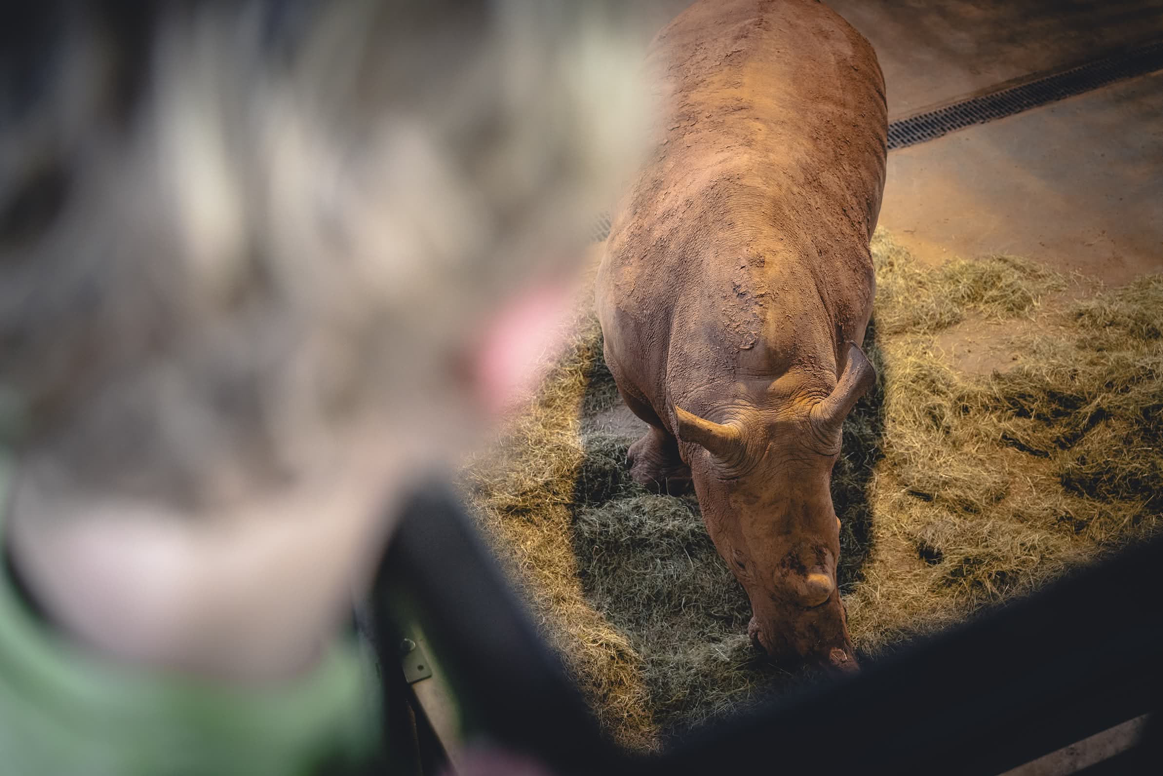 A child looks down from above at a rhinoceros standing in hay.