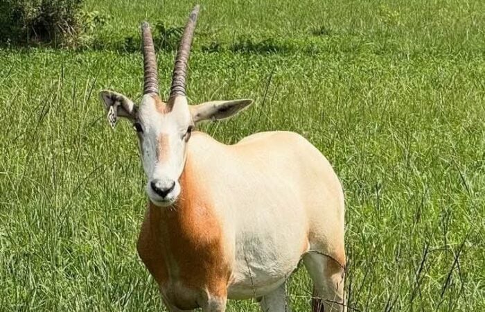 A scimitar-horned oryx stands in a field of tall green grass, looking directly at the camera. The oryx has a white face, a reddish-brown neck and chest, and a cream-colored body. Its long, slender horns curve backwards, and a tag is visible on its left ear.