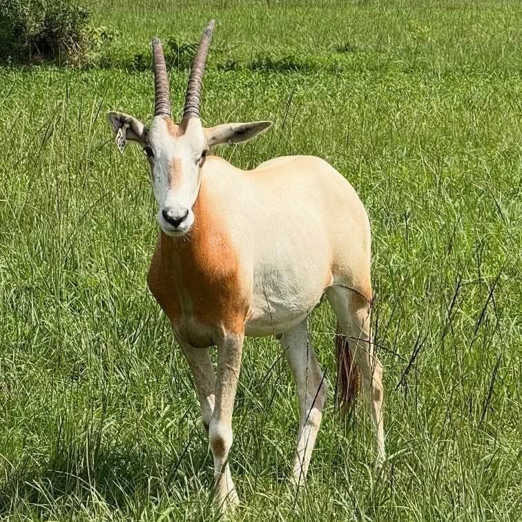 A scimitar-horned oryx stands in a field of tall green grass, looking directly at the camera. The oryx has a white face, a reddish-brown neck and chest, and a cream-colored body. Its long, slender horns curve backwards, and a tag is visible on its left ear.
