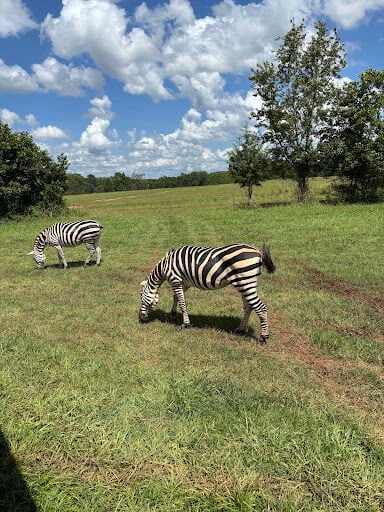 two zebras
