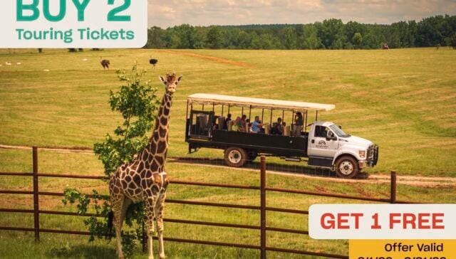 A promotional advertisement for Georgia Safari Conservation Park. The image features a giraffe standing by a fence in the foreground, with an open-air safari tour truck full of people in the background field. Large text overlays read: "BUY 2 Touring Tickets" in teal, and "GET 1 FREE" in red-orange. A yellow box in the corner states: "Offer Valid 2/1/26 – 3/31/26."