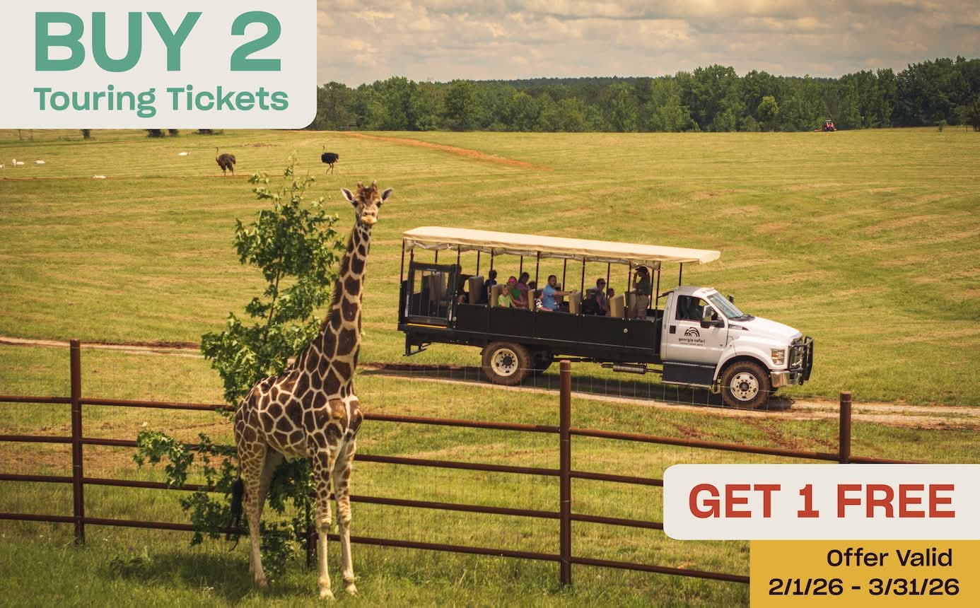 A promotional advertisement for Georgia Safari Conservation Park. The image features a giraffe standing by a fence in the foreground, with an open-air safari tour truck full of people in the background field. Large text overlays read: "BUY 2 Touring Tickets" in teal, and "GET 1 FREE" in red-orange. A yellow box in the corner states: "Offer Valid 2/1/26 – 3/31/26."