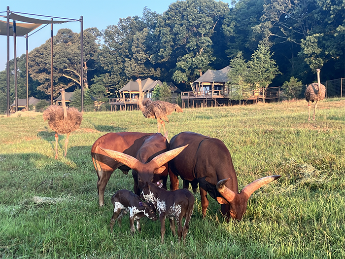 Watusi and calves