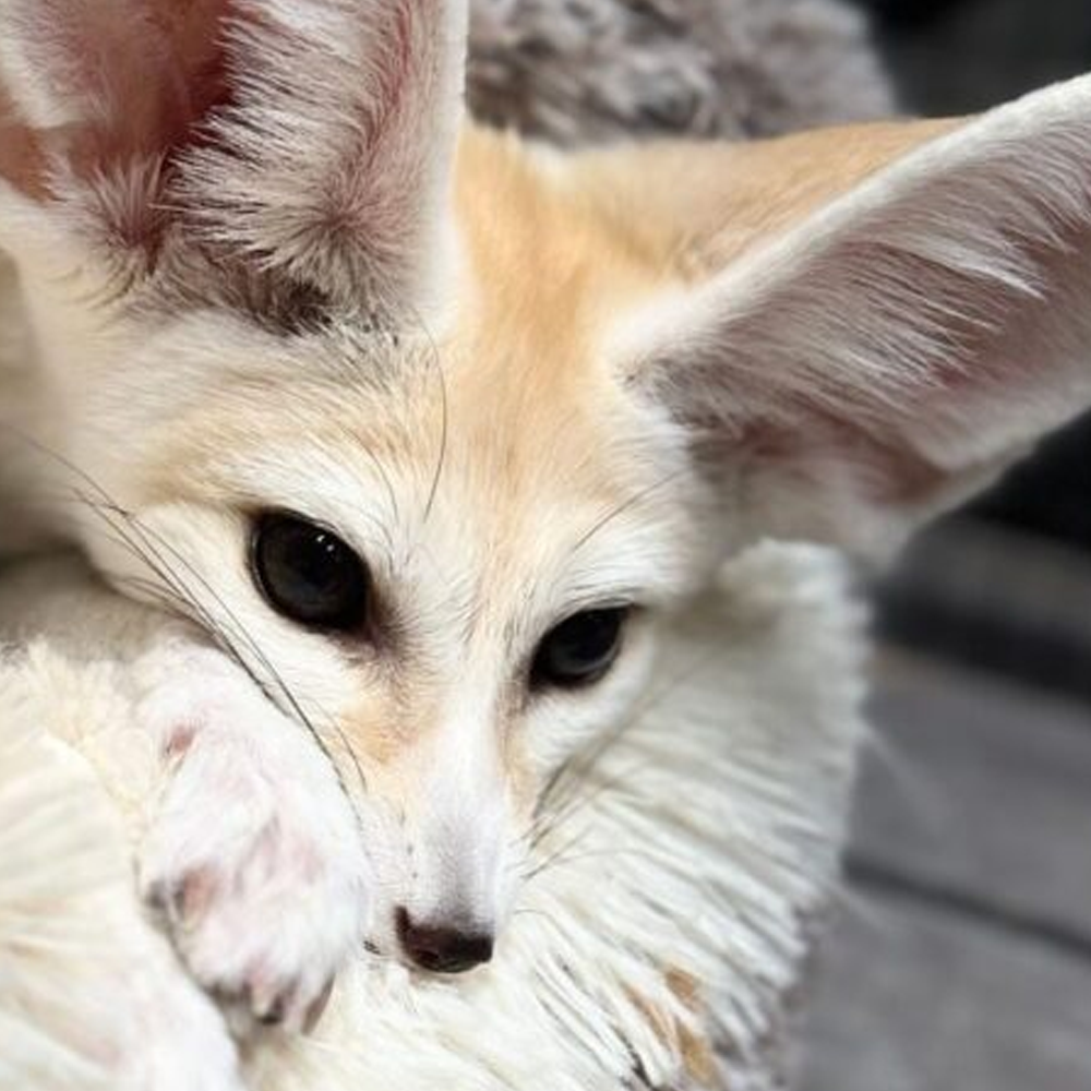 Fennec Fox