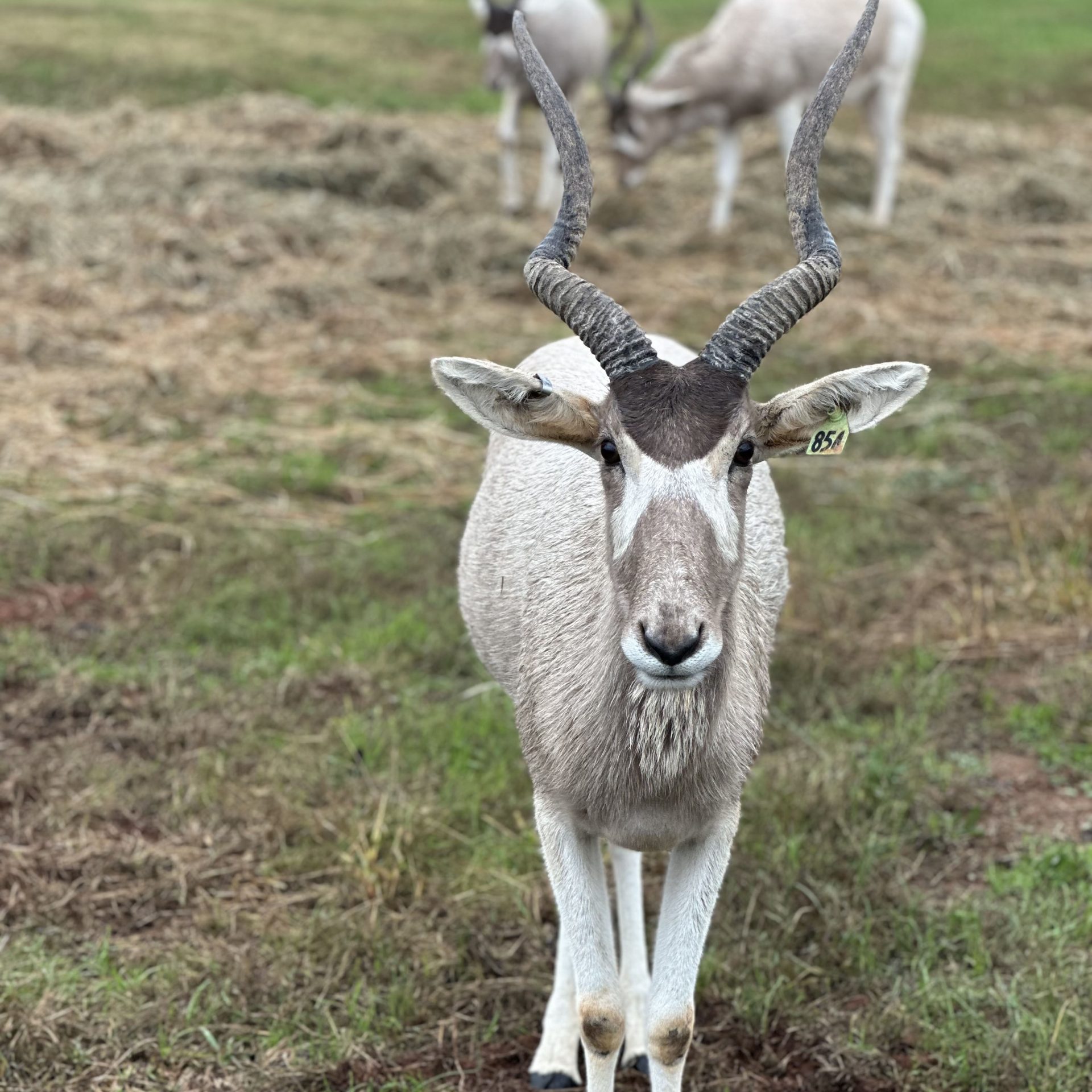 Addax
