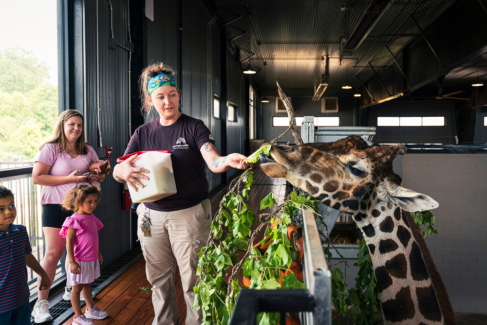 Feeding The Giraffes