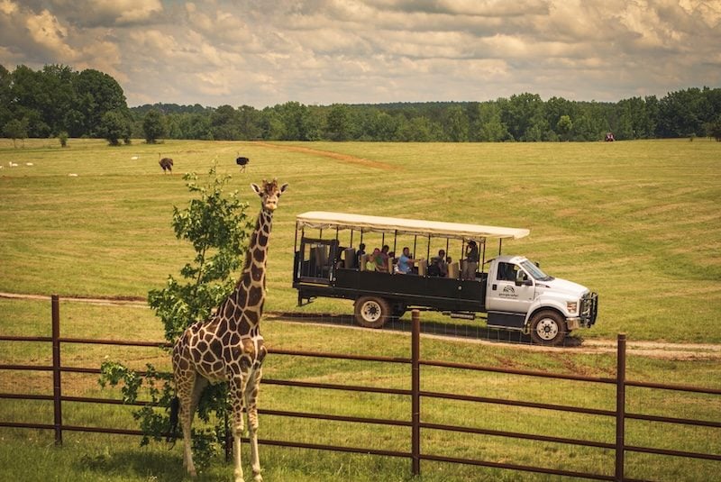 Giraffe and Truck