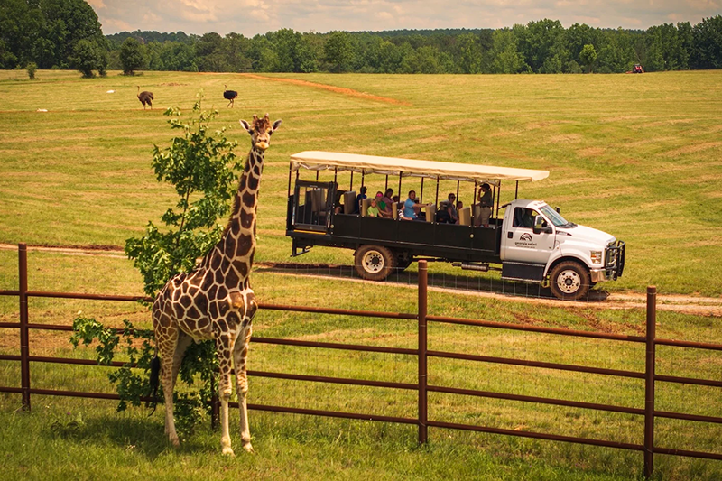 Giraffe and truck