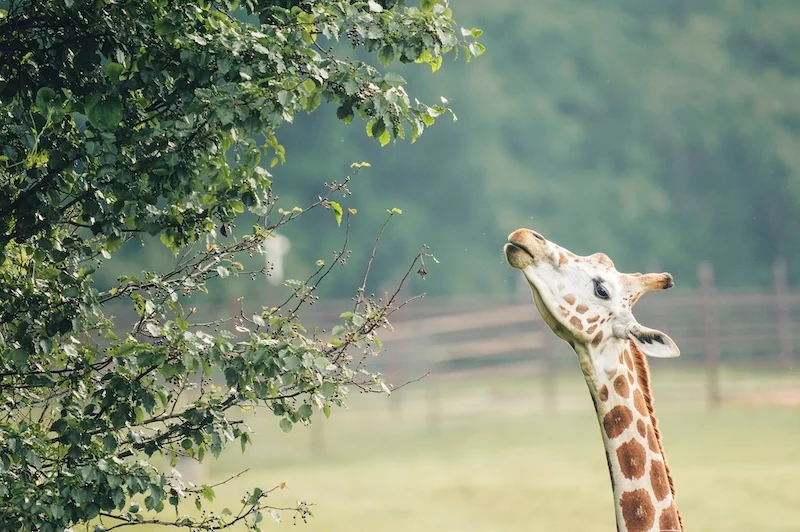 Giraffe eating leaves