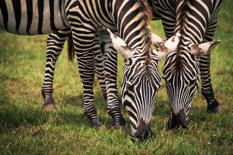 Zebras