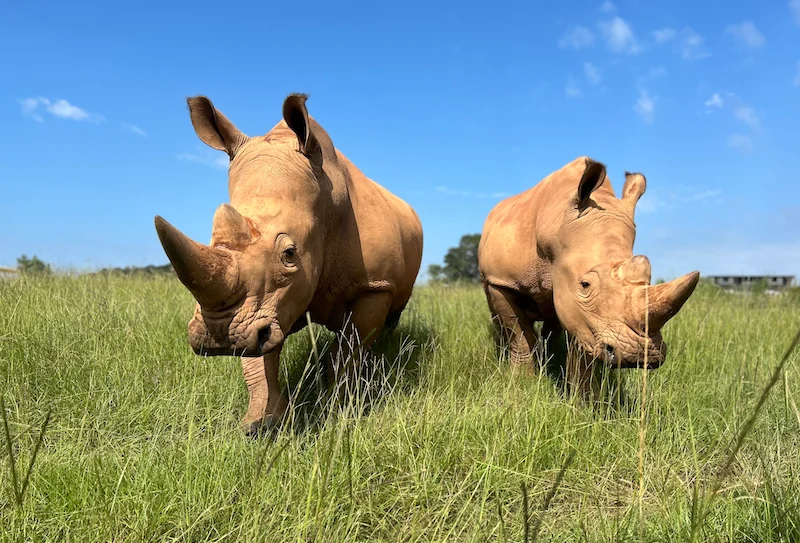 Rhinos