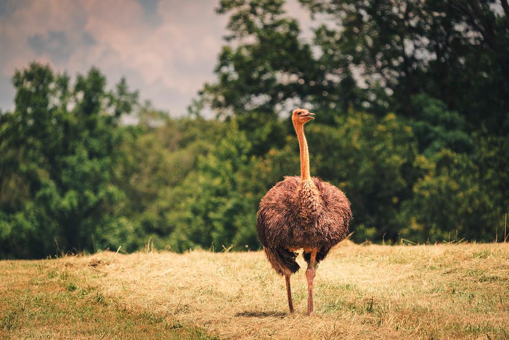 Ostrich in the field