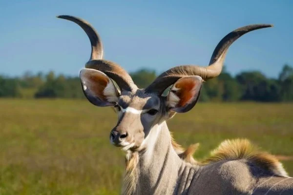 Kudu