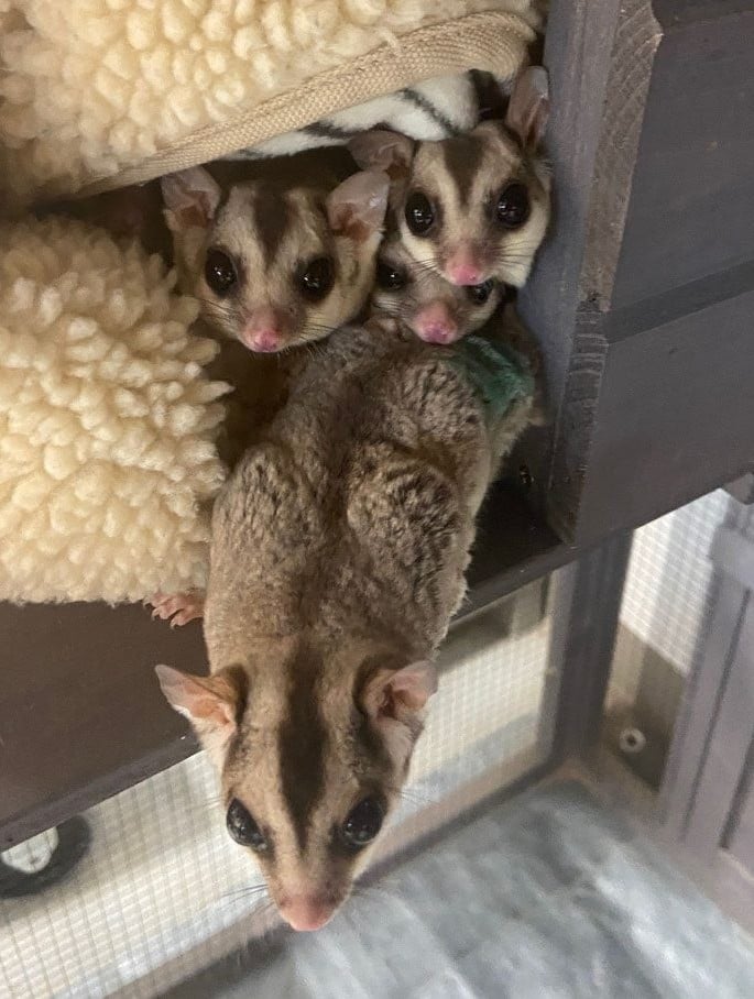 Sugar-glider_cropped_narrow sugar gliders in a nest with one leaning out