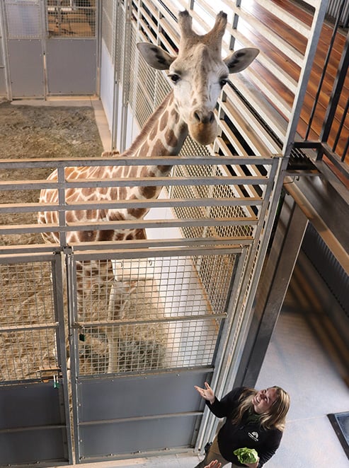 A giraffe towering over park staff in the barn