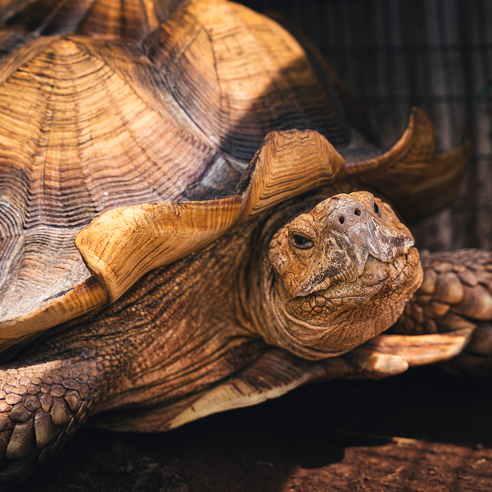 African Spurred Tortoise