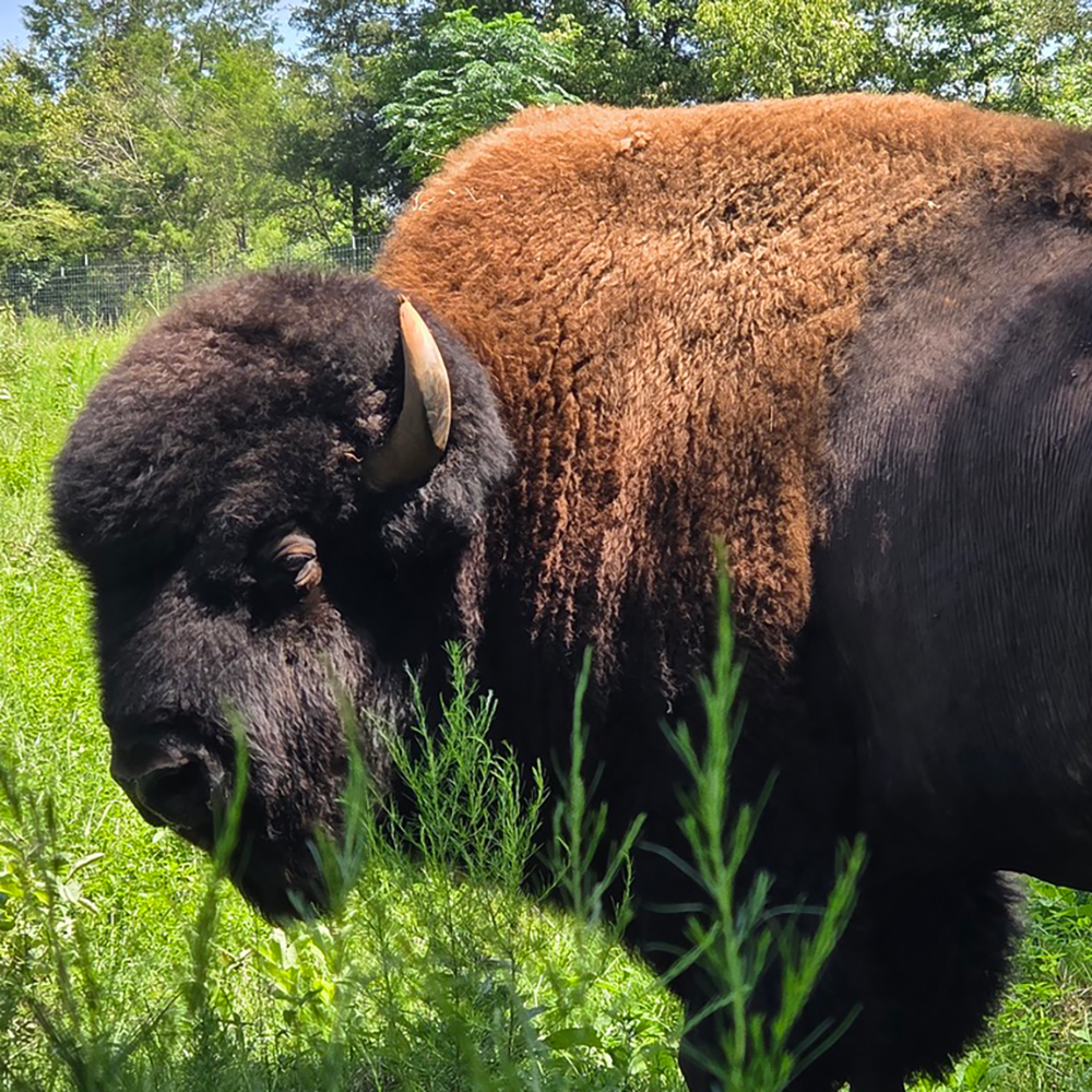 American Bison