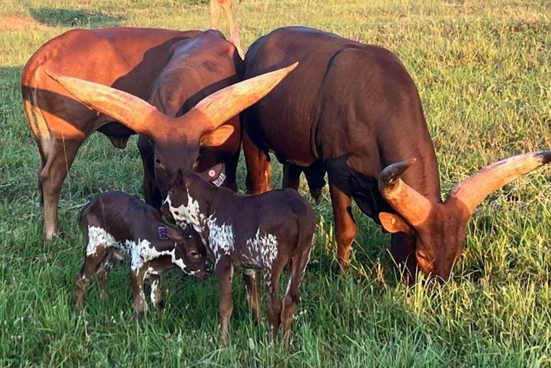 Ankole Watusi