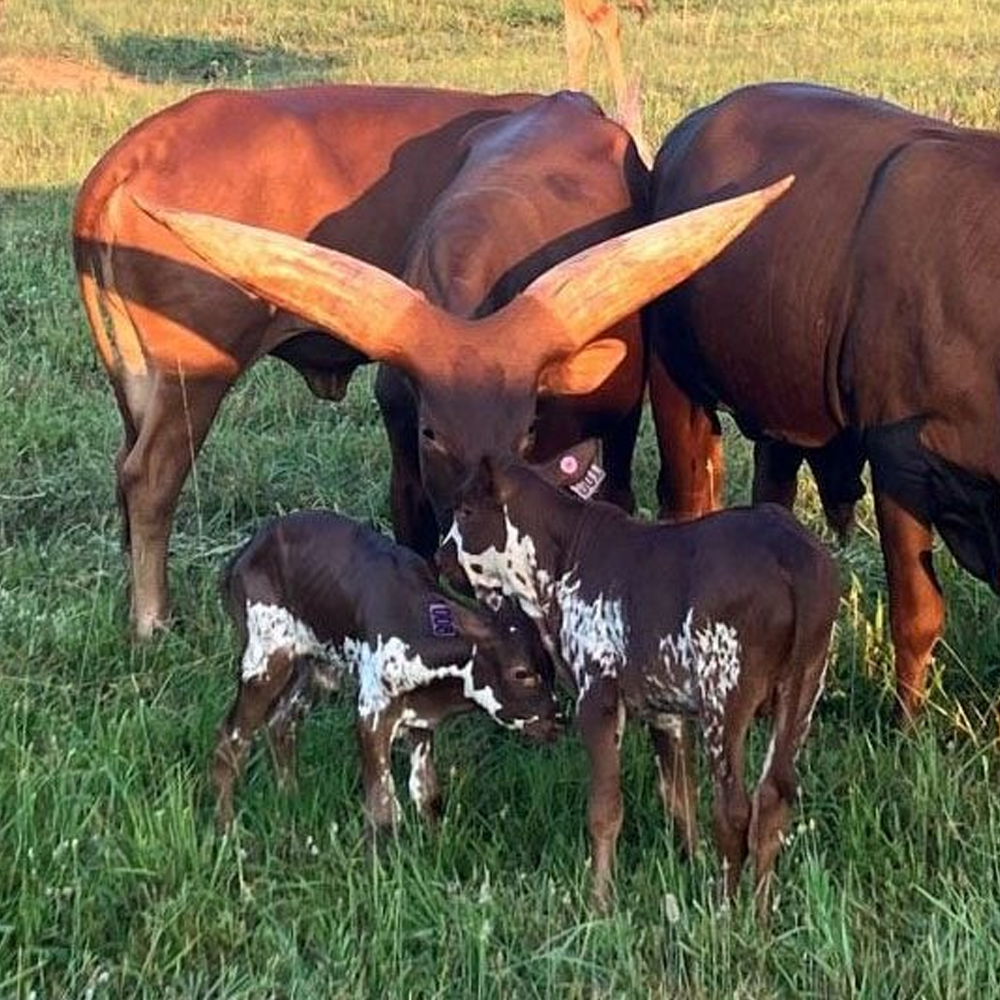 Ankole Watusi