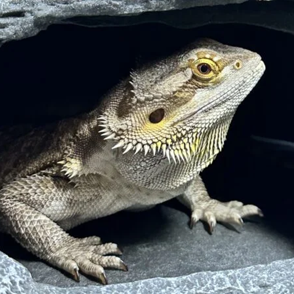 Central Bearded Dragon