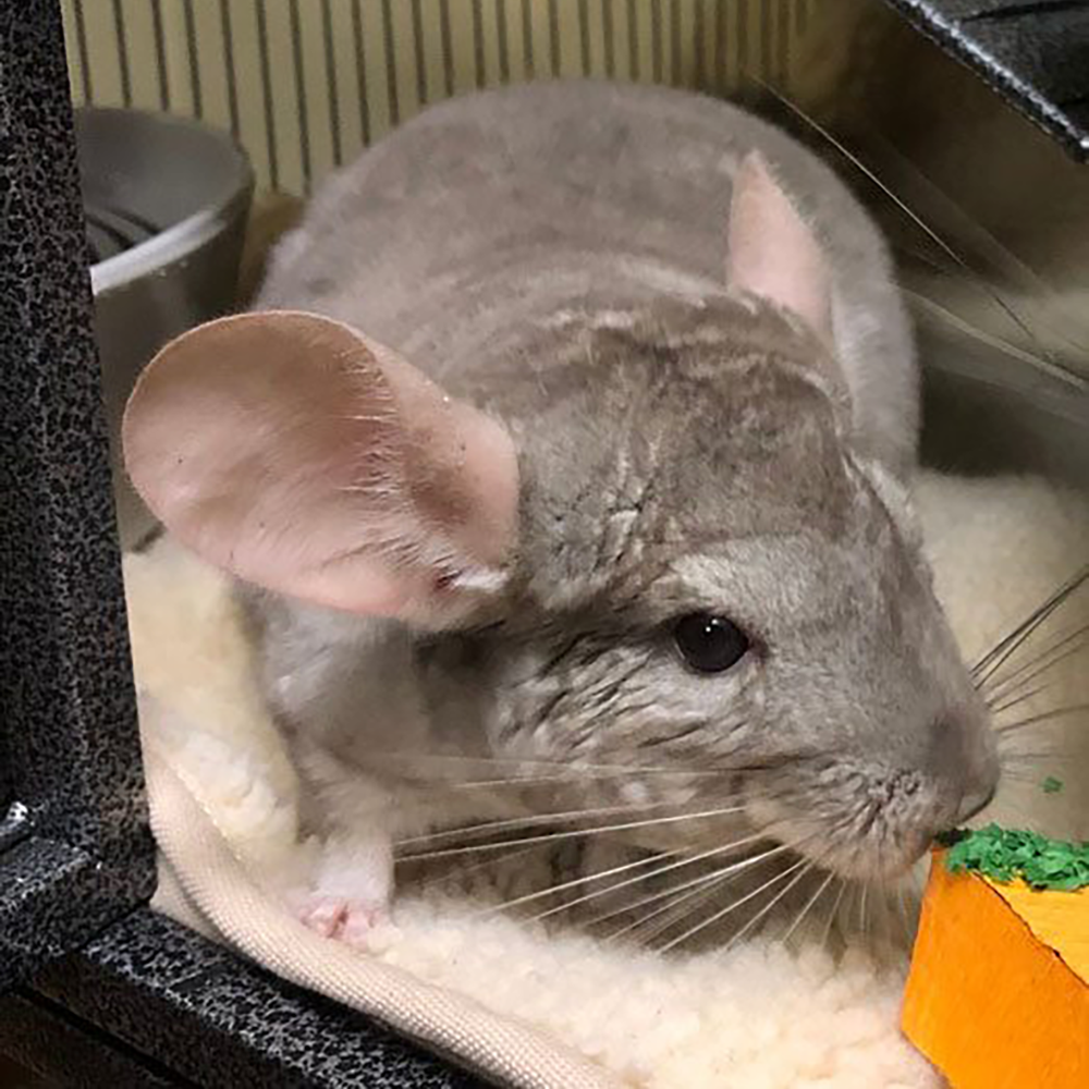 Chinchilla