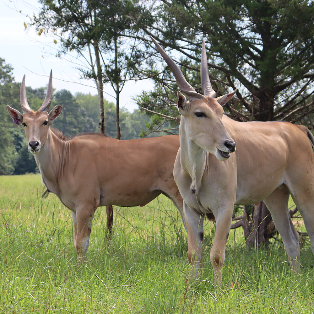 Common Eland