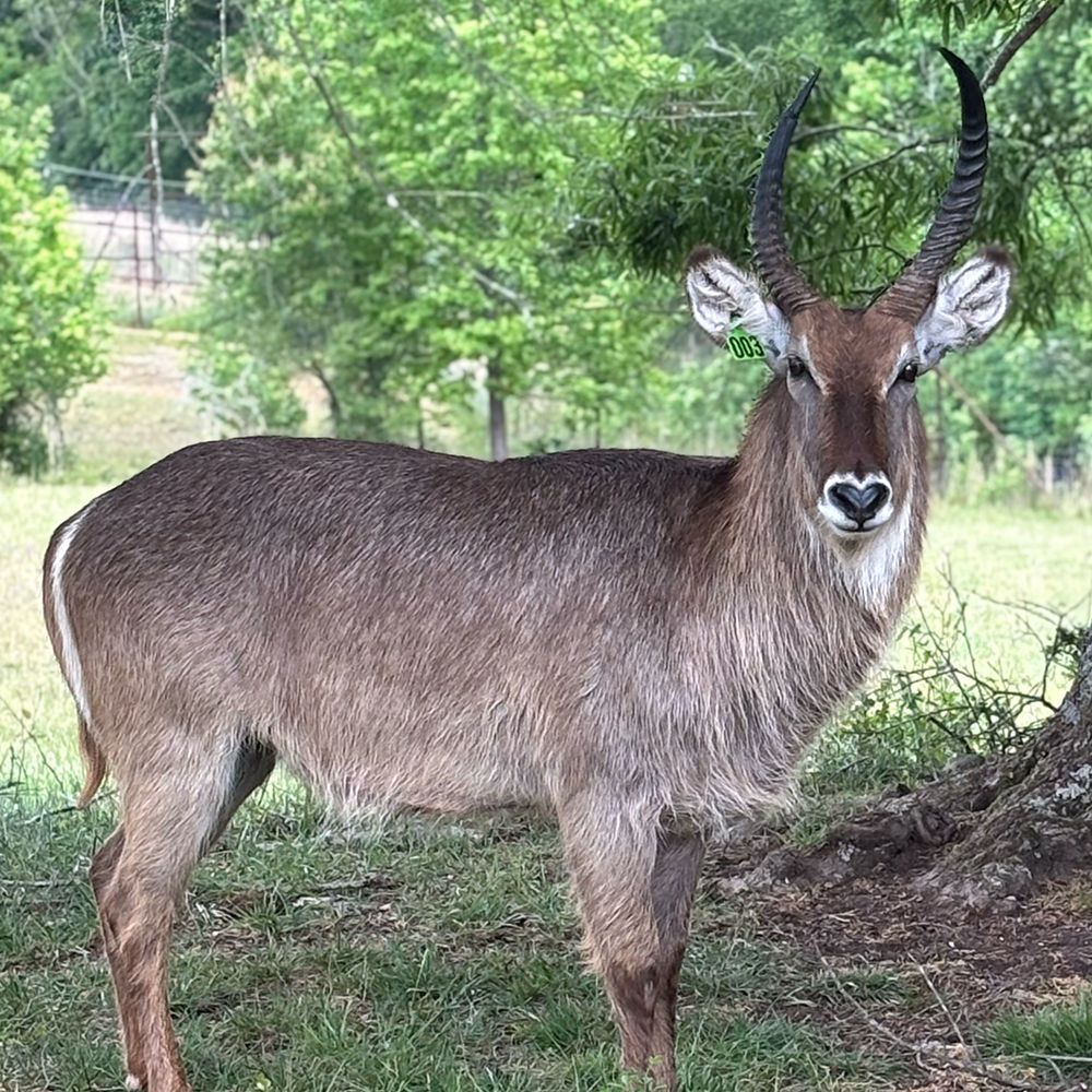 Common Waterbuck