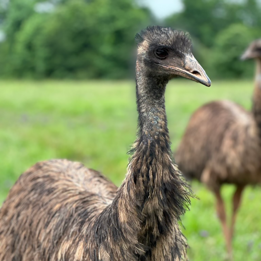 Emu
