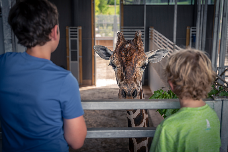 Barn Tour: Giraffe & Rhino
