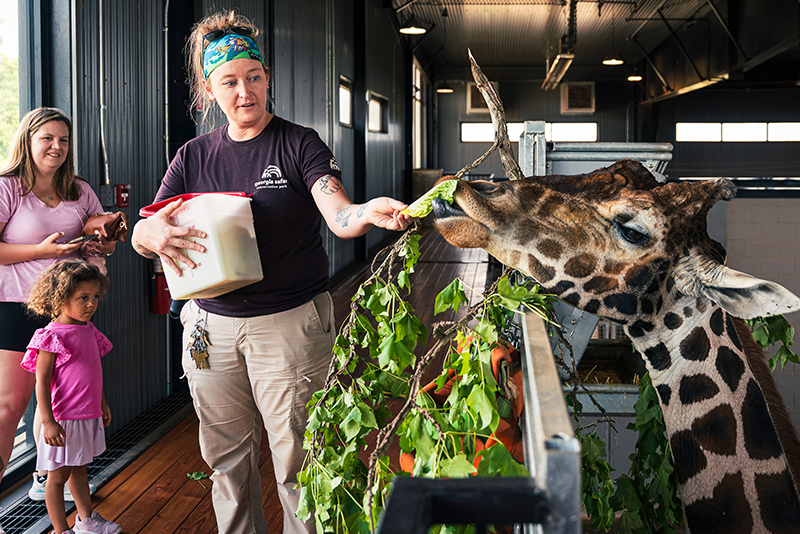 Woman feeding giraffe