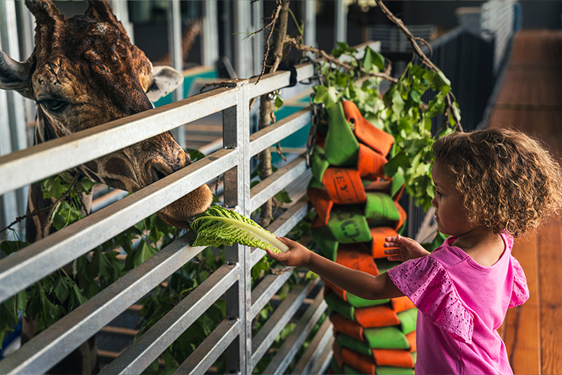 Safari Encounter Tour
