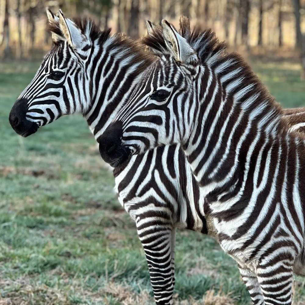Grant's Zebra