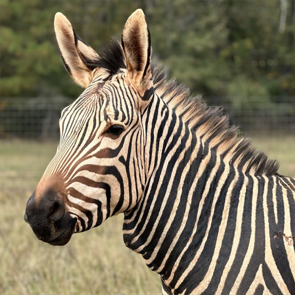 Hartmann's Zebra