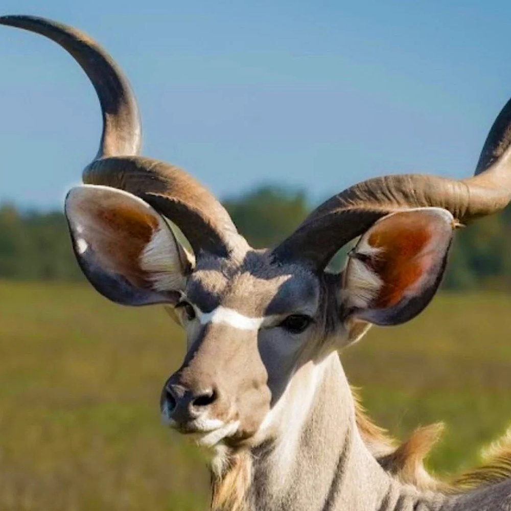 Kudu