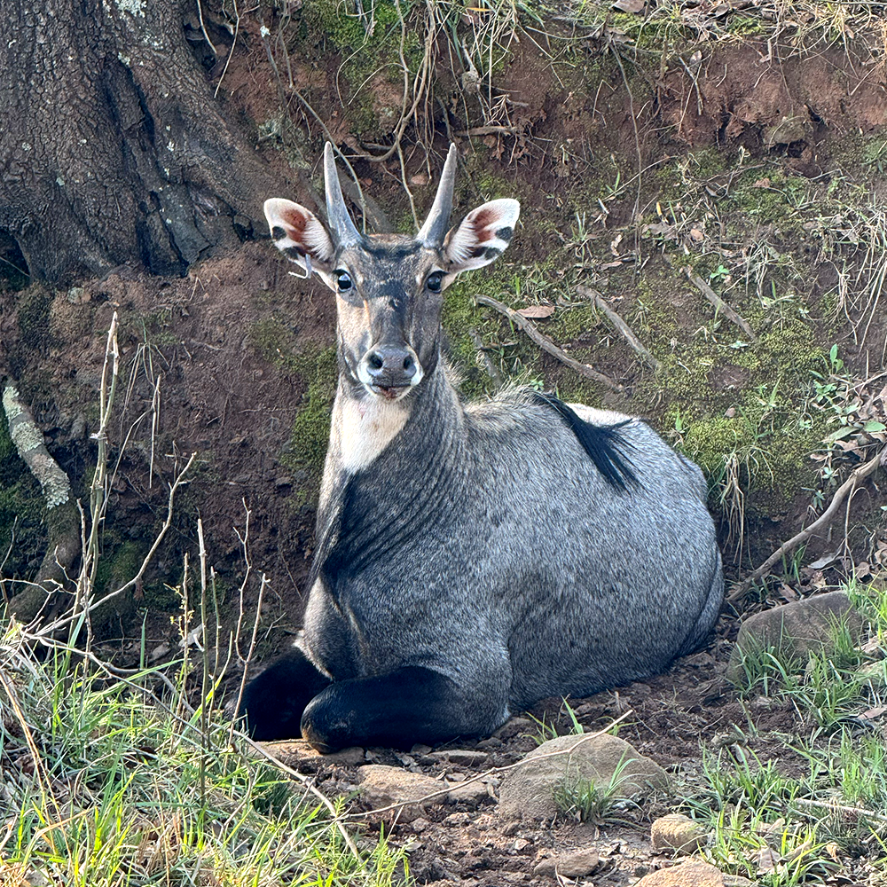 Nilgai