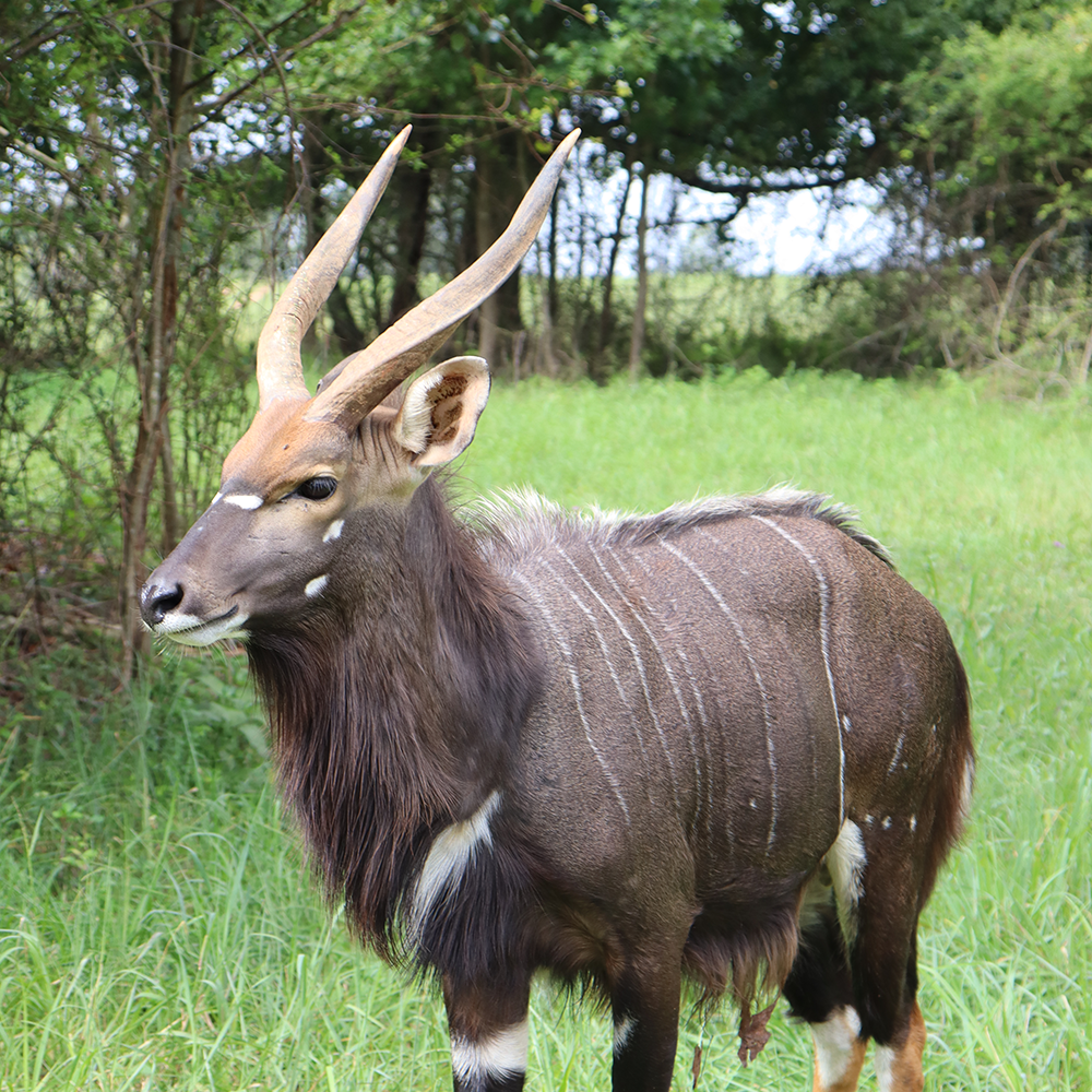 Nyala