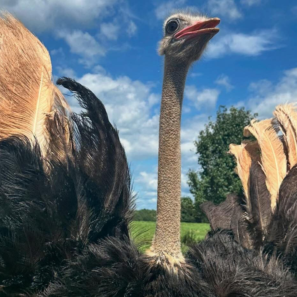 Common Ostrich