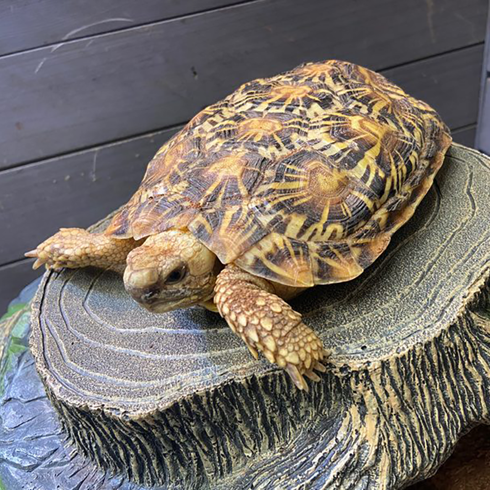 Pancake Tortoise