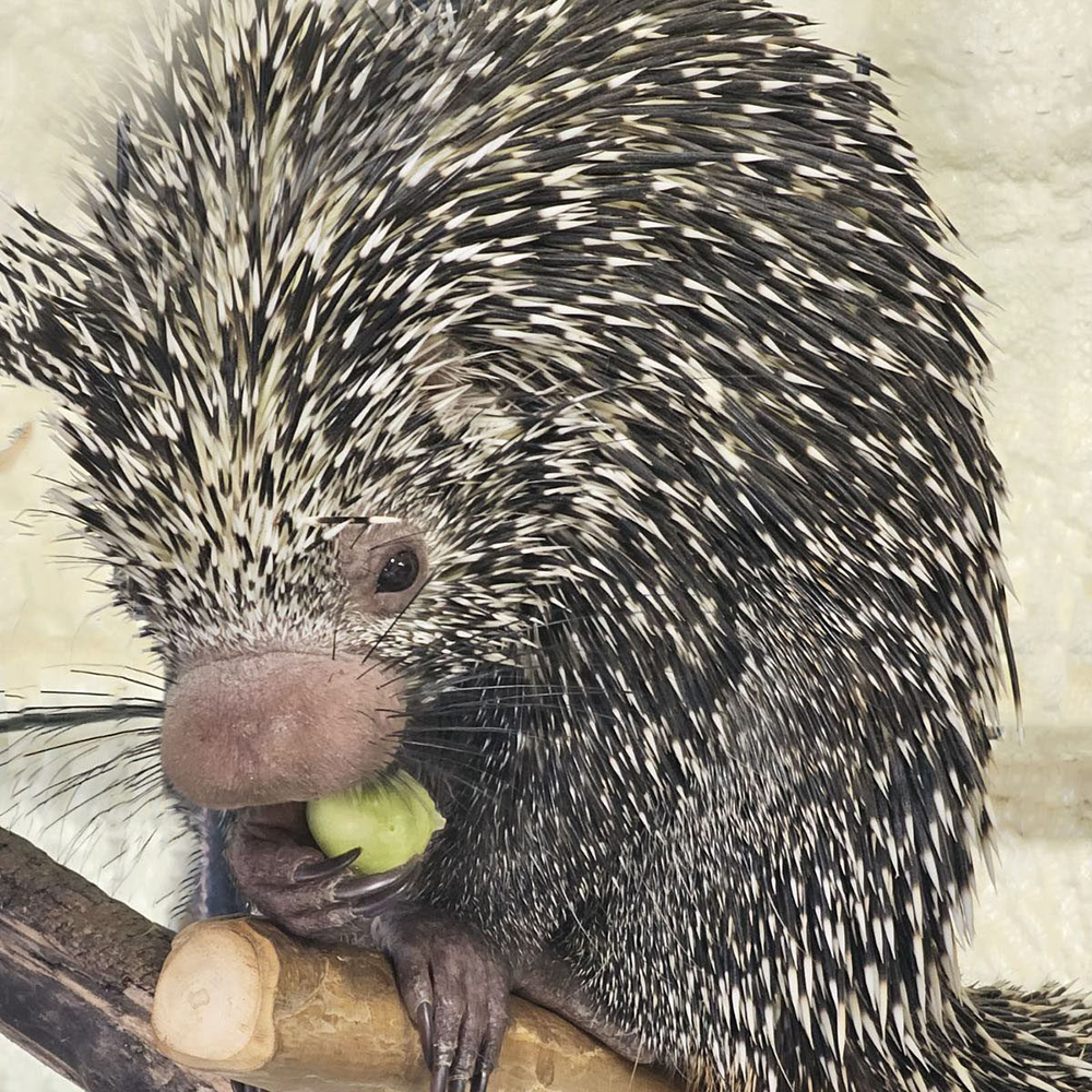 Porcupine