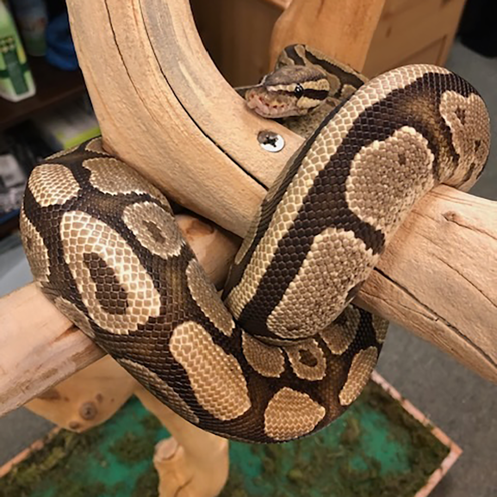 Python