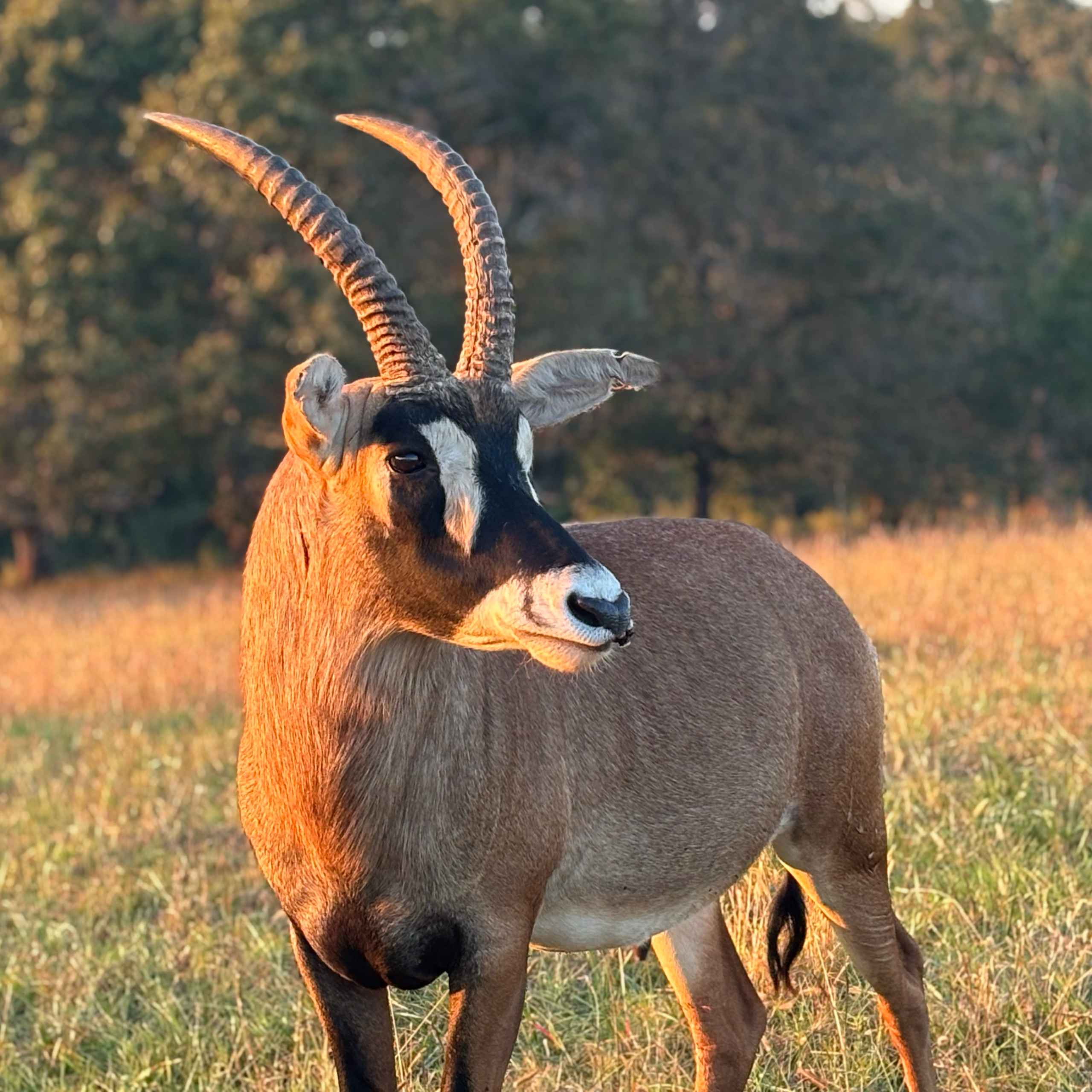 Roan Antelope