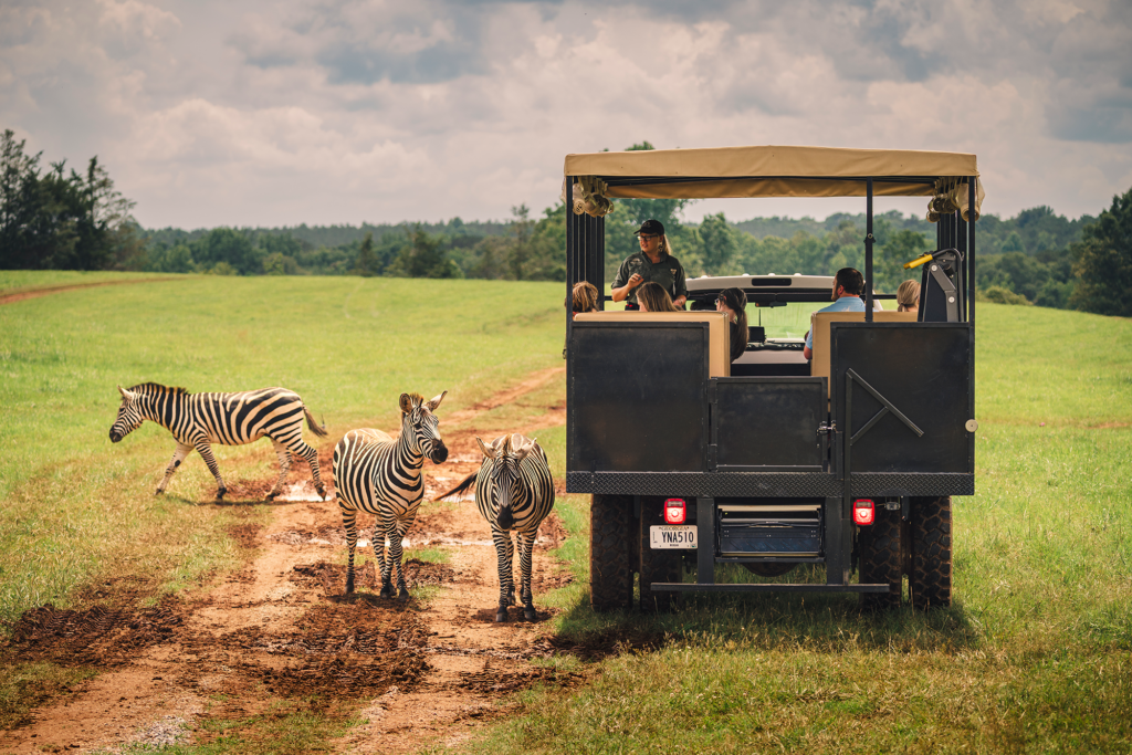 Georgia Safari Tours