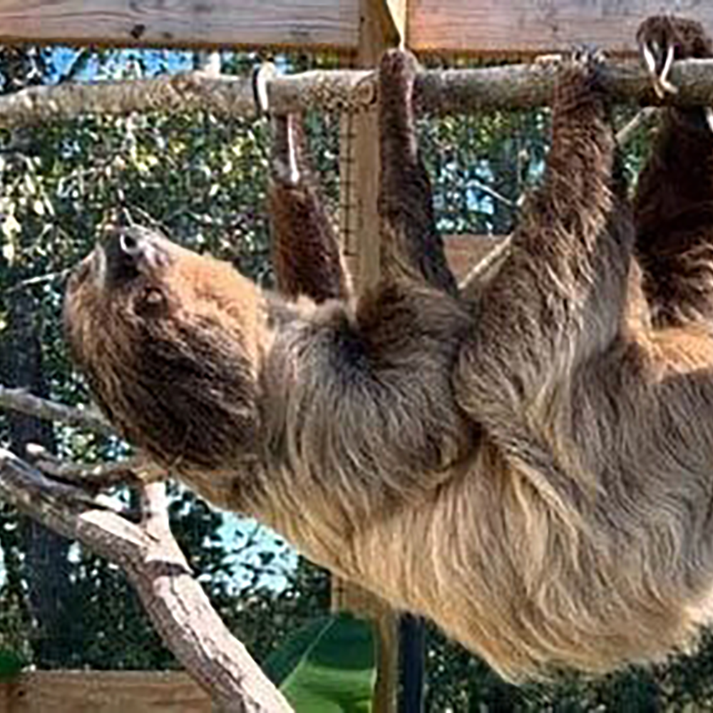 Linnaeus's Two-toed Sloth