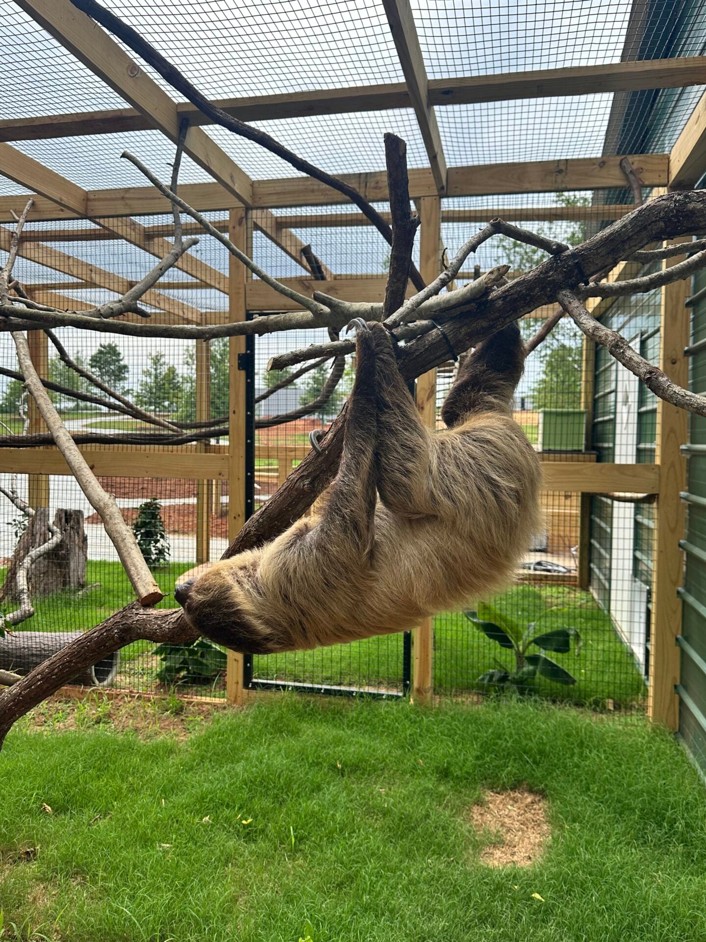 sloth_crawl a sloth crawling upside-down on a branch