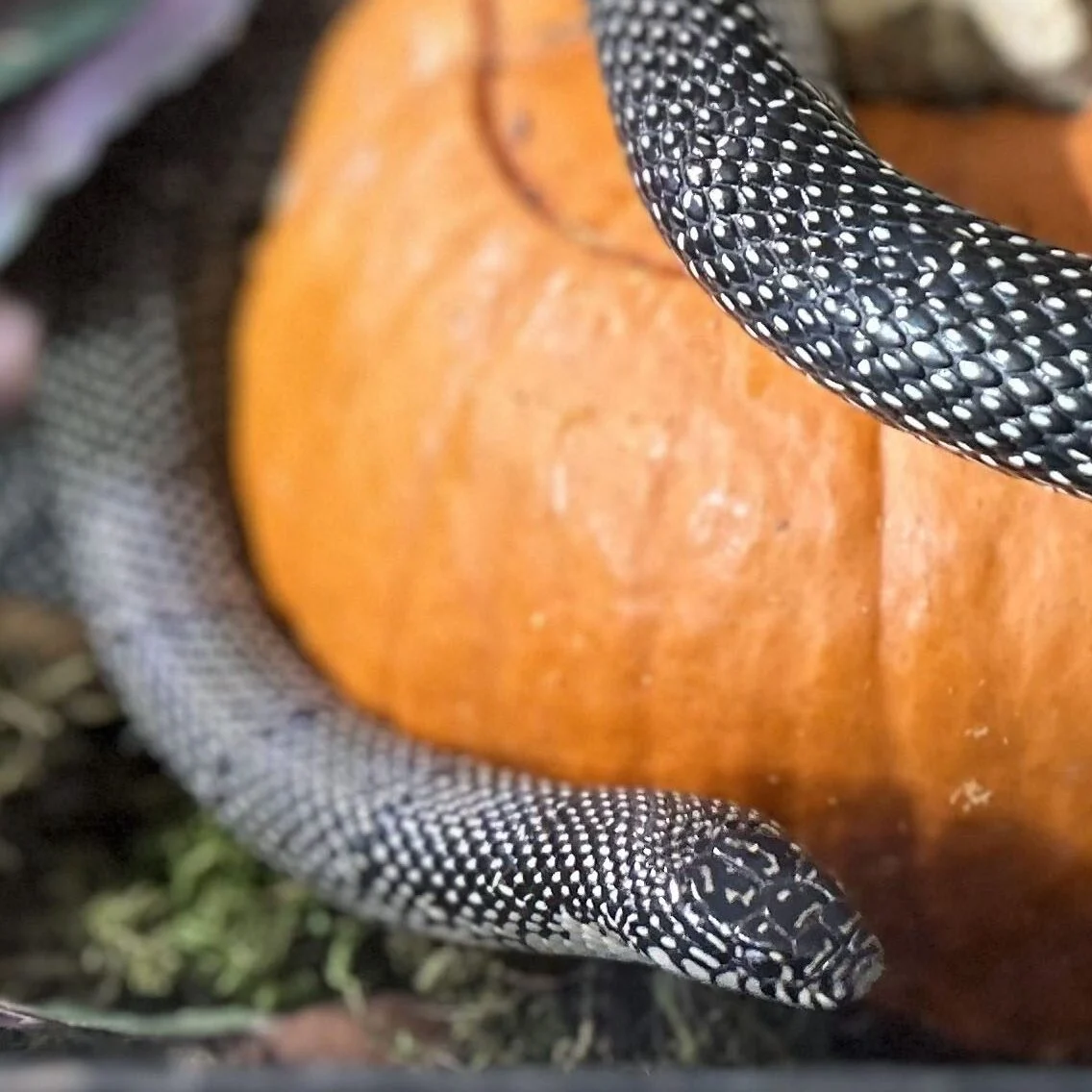 Speckled Kingsnake